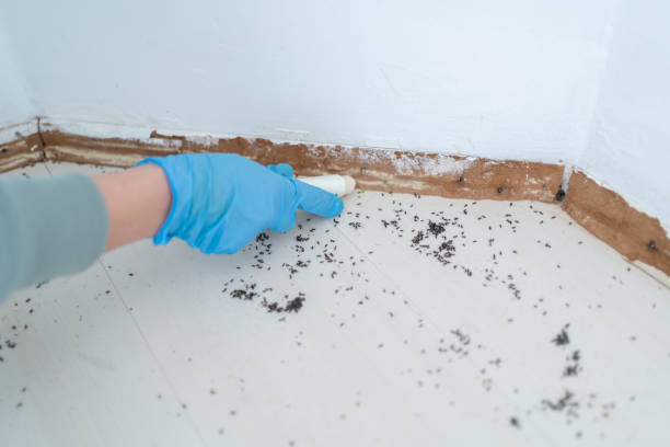 Best Ant Control Services  in Lake Jackson, TX